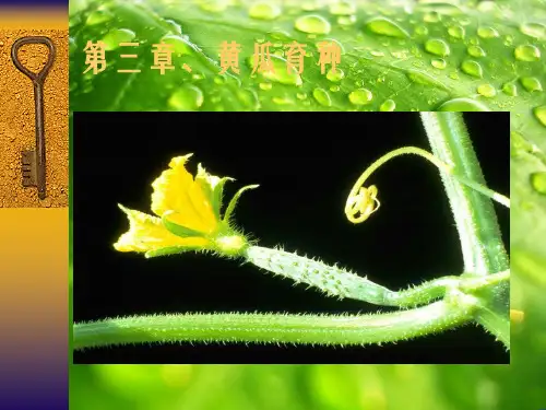 第三章、黄瓜育种幻灯片PPT
