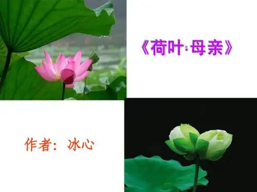 《荷叶 母亲》