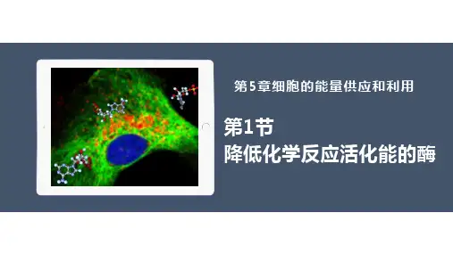 5.1降低化学反应活化能的酶