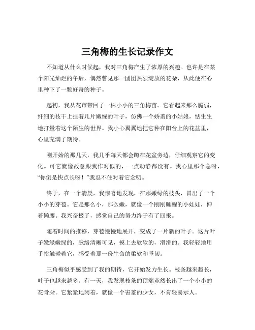 三角梅的生长记录作文