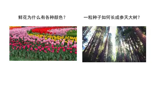 第一节走进生物实验室课件冀少版生物七年级上册