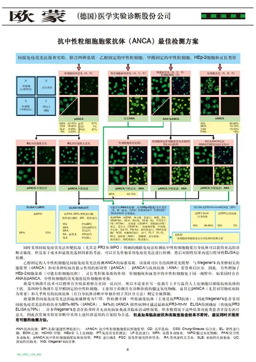 抗中性粒细胞胞浆抗体(ANCA)最佳检测方案HA_1200_I_CN_A02