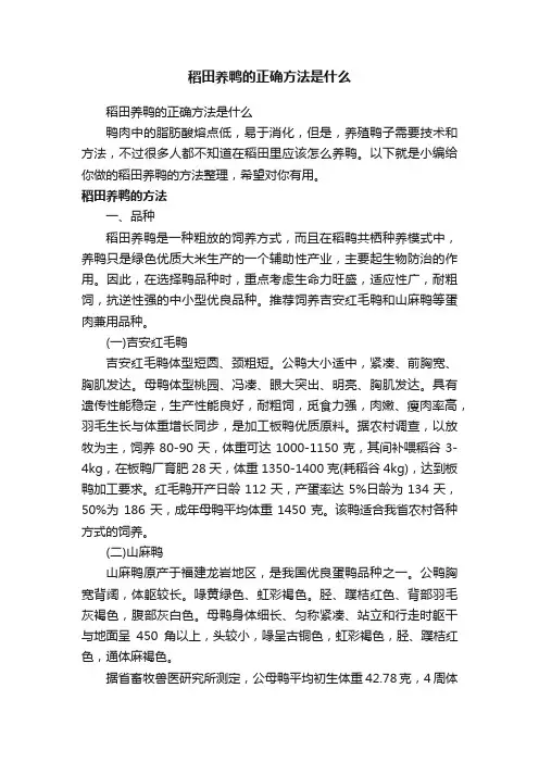 稻田养鸭的正确方法是什么
