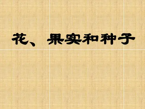 四年级下 花 果实和种子教科版实用PPT