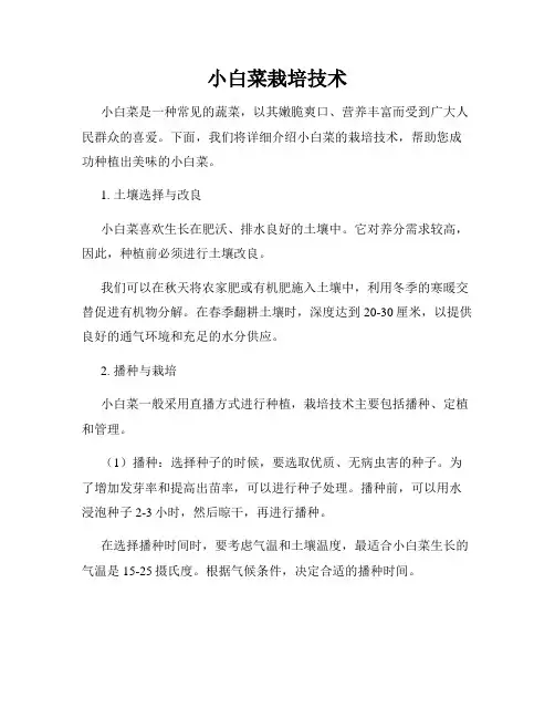 小白菜栽培技术