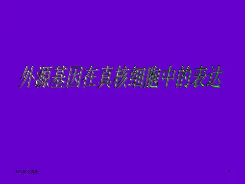 分子生物学真核生物表达系统ppt课件