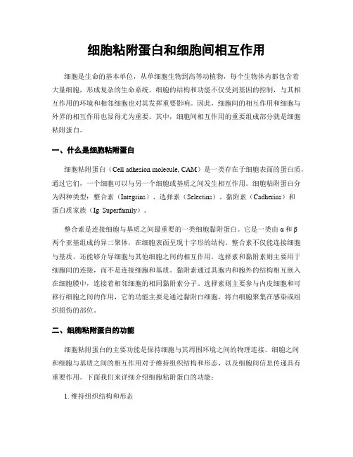 细胞粘附蛋白和细胞间相互作用