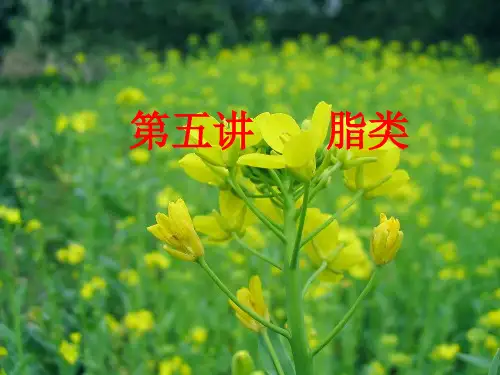 脂类与健康