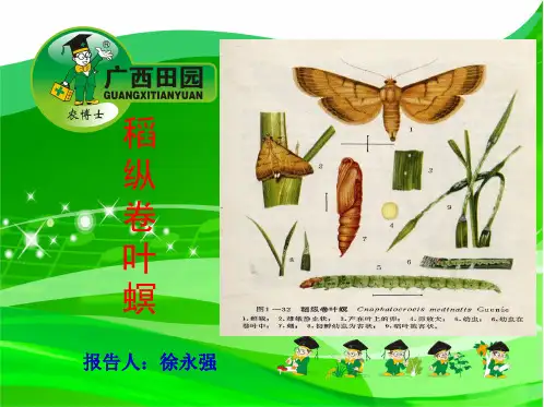 稻纵卷叶螟