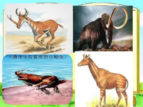 冀人版五年级科学下册《生物的进化  12 生物进化的秘密》课件_1
