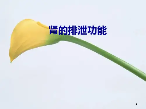 肾的排泄功能精品PPT课件
