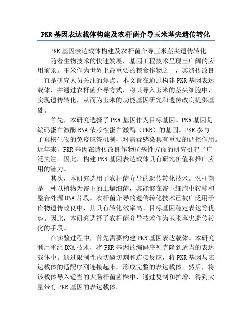 PKR基因表达载体构建及农杆菌介导玉米茎尖遗传转化