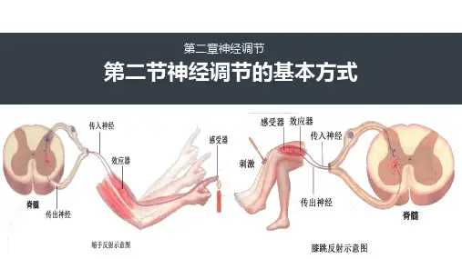 神经调节的基本方式ppt课件