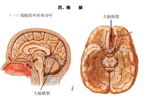端脑 PPT