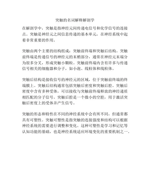 突触的名词解释解剖学
