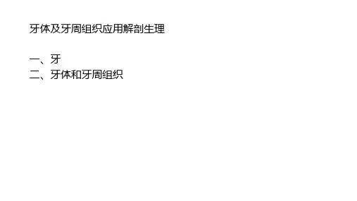 牙体及牙周组织应用解剖生理