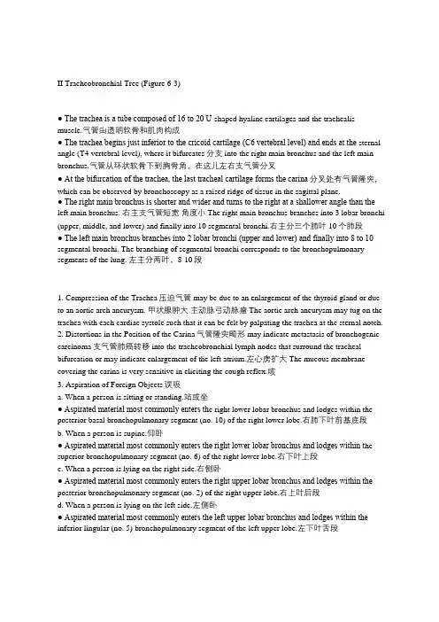 支气管解剖