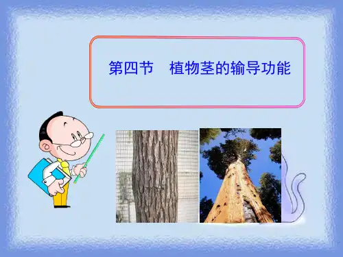 第四节  植物茎的输导功能