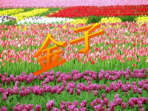 三年级下册语文《10 金子》(1) 苏教版