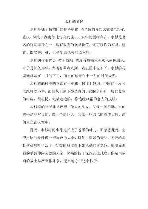 水杉的描述
