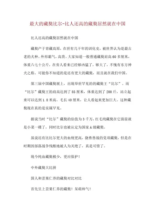最大的藏獒比尔-比人还高的藏獒居然就在中国