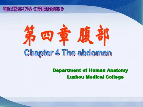 腹部概述腹前外侧壁
