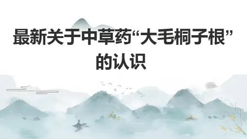 最新关于中草药“大毛桐子根”的认识
