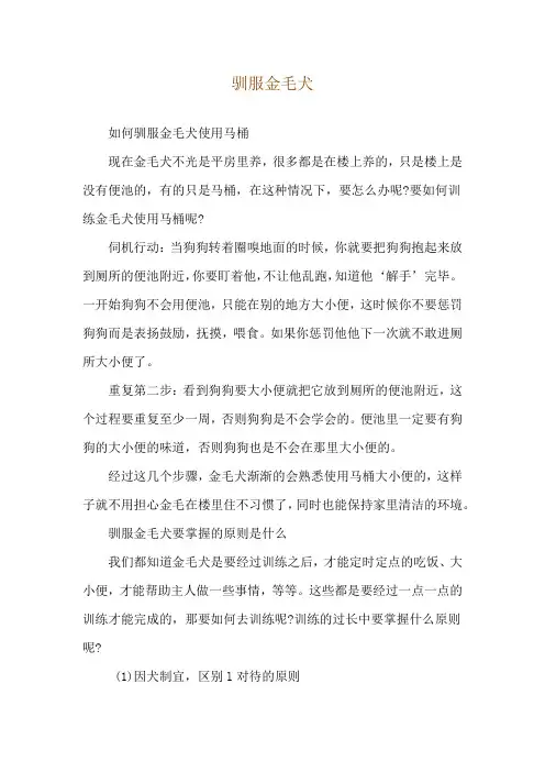驯服金毛犬