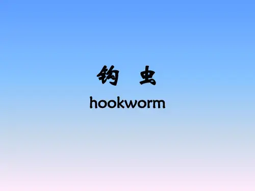 钩虫