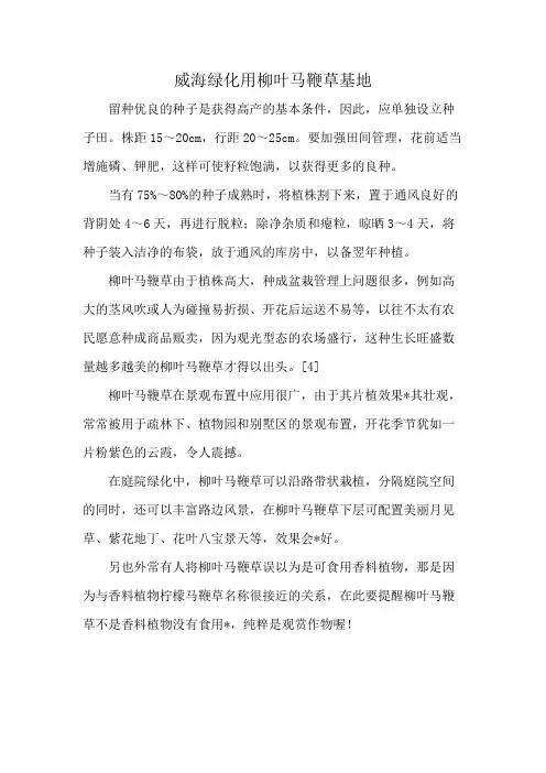 威海绿化用柳叶马鞭草基地