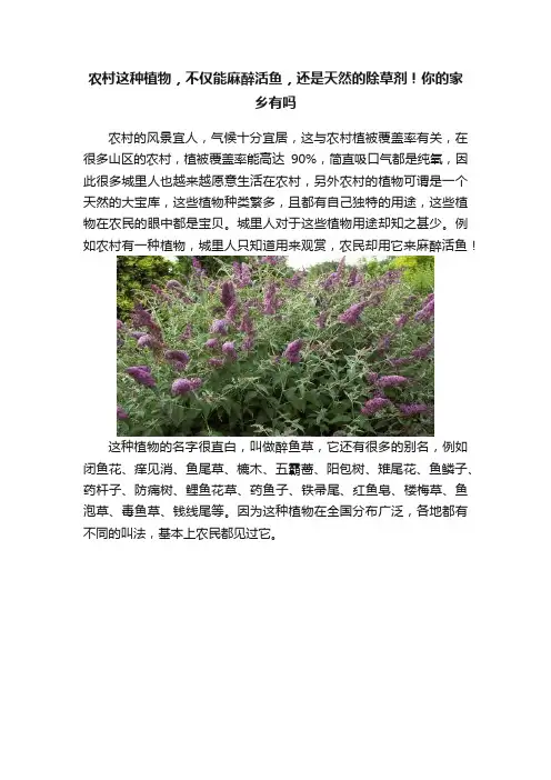 农村这种植物，不仅能麻醉活鱼，还是天然的除草剂！你的家乡有吗