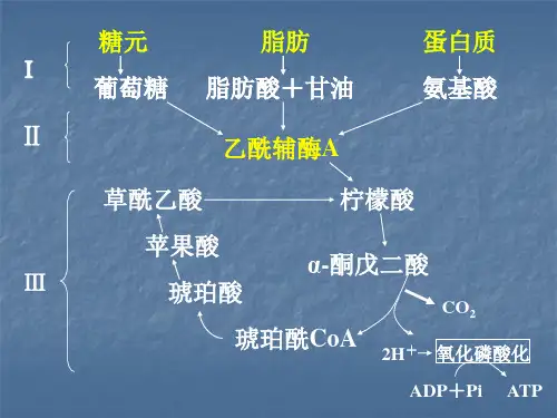 第10章三羧酸循环