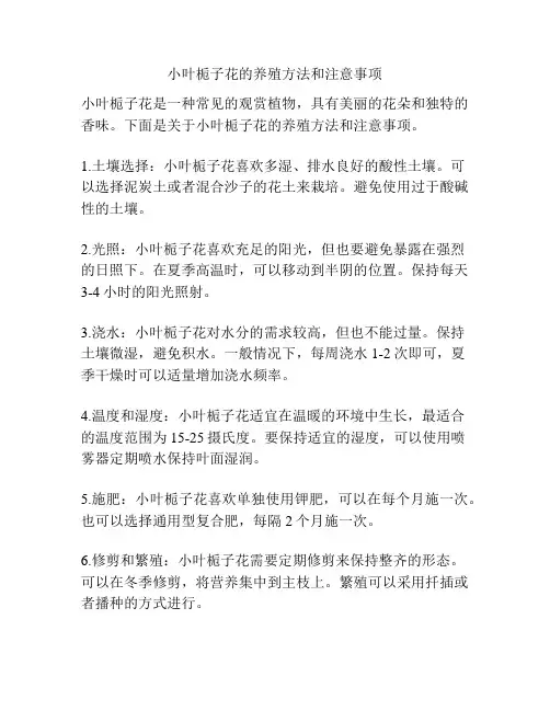 小叶栀子花的养殖方法和注意事项