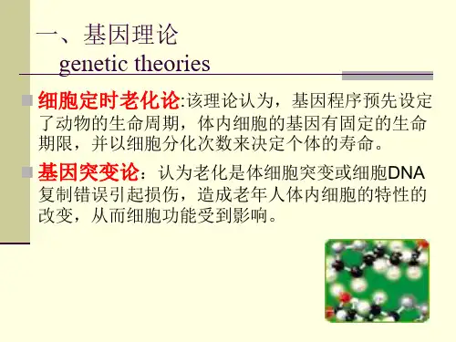 老化的理论
