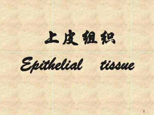 组织学与胚胎学上皮组织-PPT