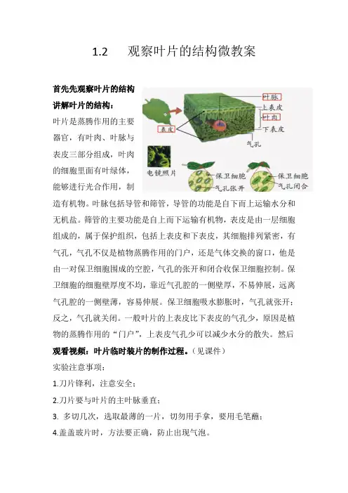 观察叶片的结构教案