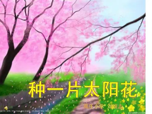 课件《种一片太阳花》周庄小学 刘颂志