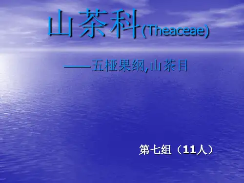 山茶科(Theaceae)