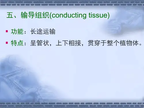 组织2