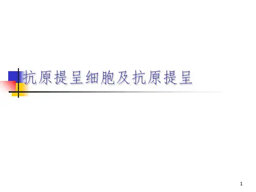(推荐)APC与抗原提呈