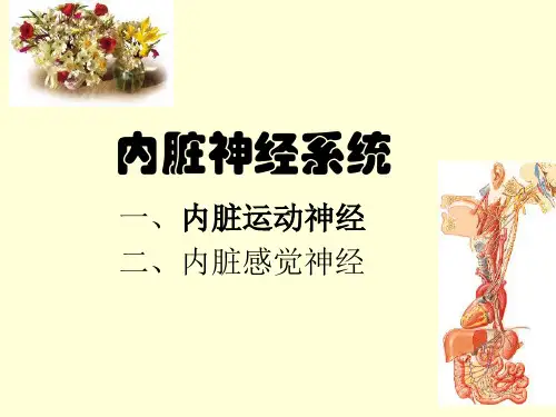 正常人体解剖学-神经-内脏神经