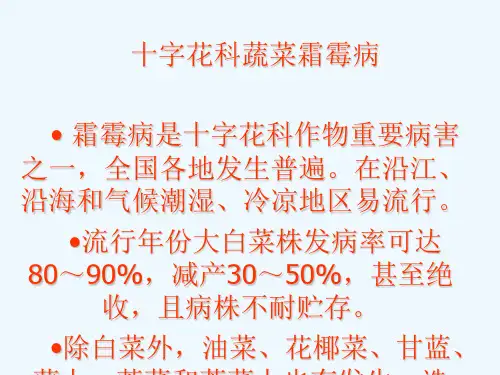 十字花科蔬菜霜霉病