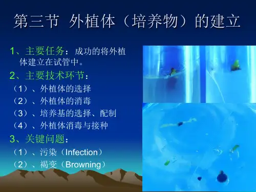 植物组织培养-外植体的选择与建立