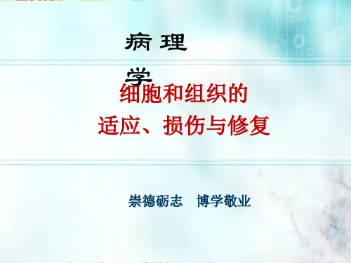病理学与病理生理学  细胞组织的适应、损伤及修复