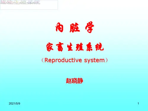 公畜生殖器官参考PPT