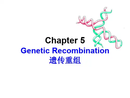 分子遗传学_遗传重组