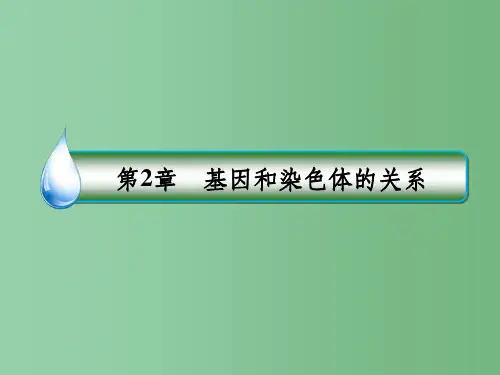 高中生物 第2章 基因和染色体的关系章末总结课件 新人教版必修2