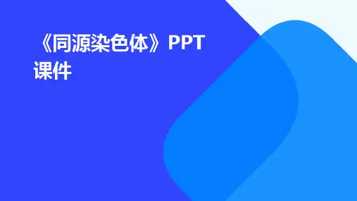 《同源染色体》课件