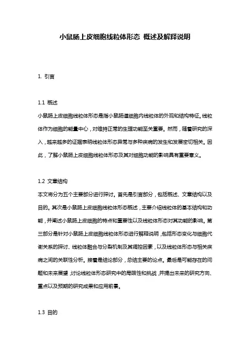 小鼠肠上皮细胞线粒体形态_概述及解释说明
