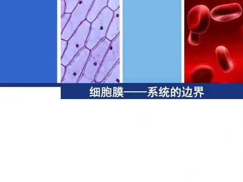 一轮复习课件：：必修一3.1细胞膜——系统的边界 (共12张PPT)